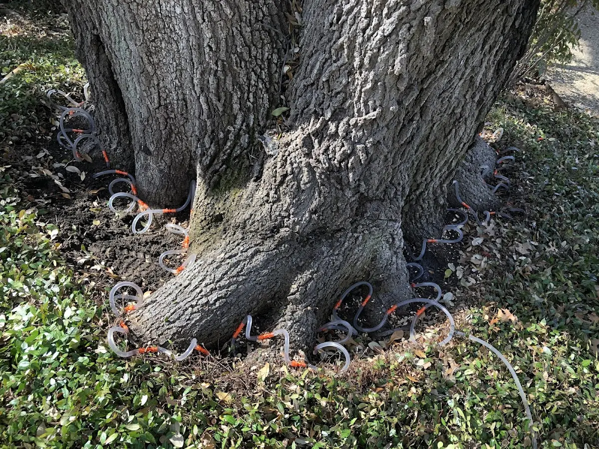 Detailed Tree Cabling and Bracing job site in West Lebanon
