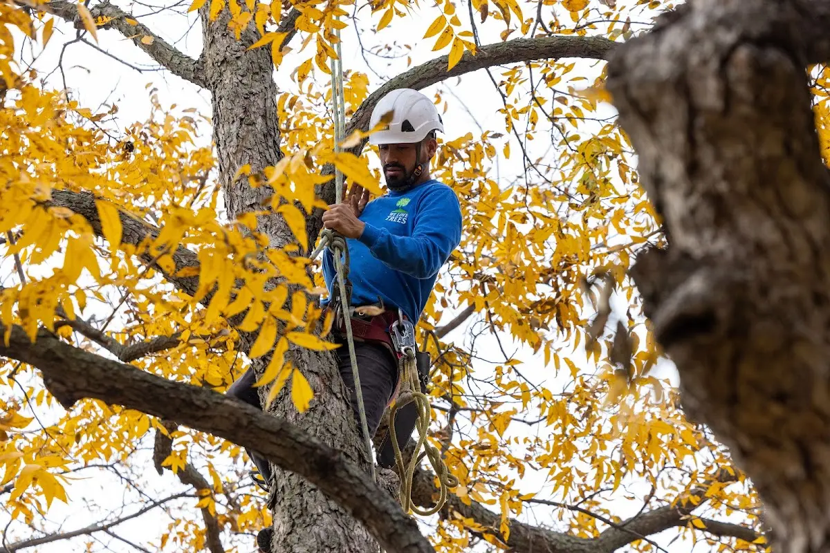 Skilled Tree Planing crew working in West Lebanon